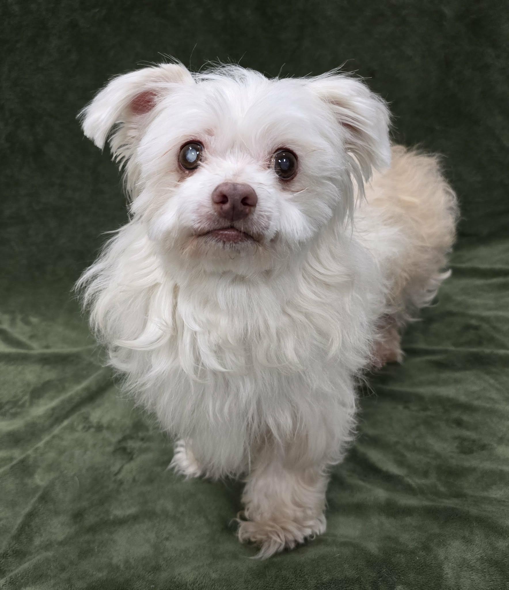 Enlarge Peanut, an adopted Maltese in Frankfort, IN image 5/5