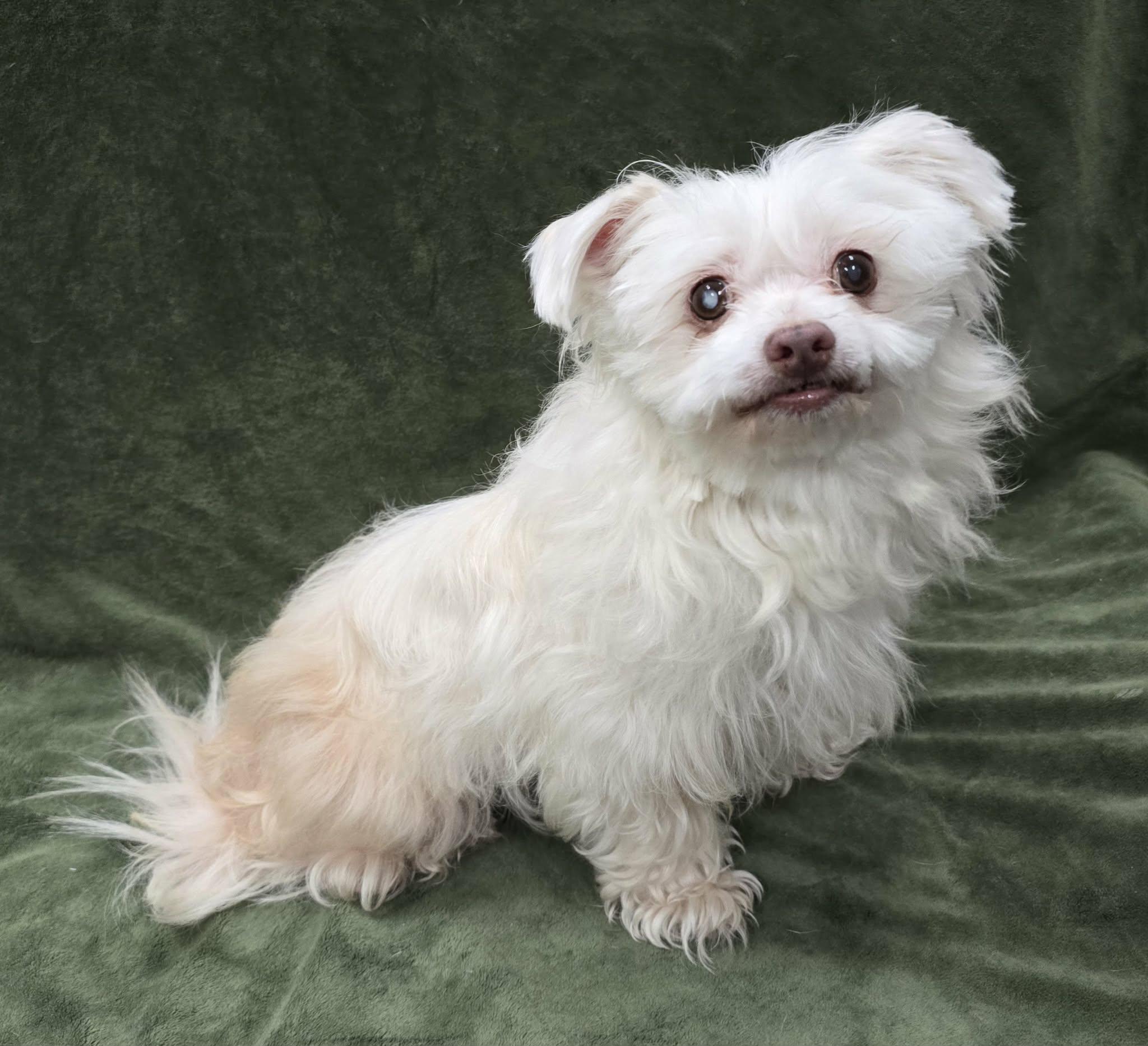 Enlarge Peanut, an adopted Maltese in Frankfort, IN image 2/5