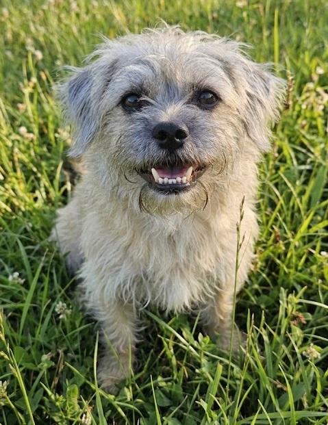 ENZO, adopted, Puppy Male Cairn Terrier.