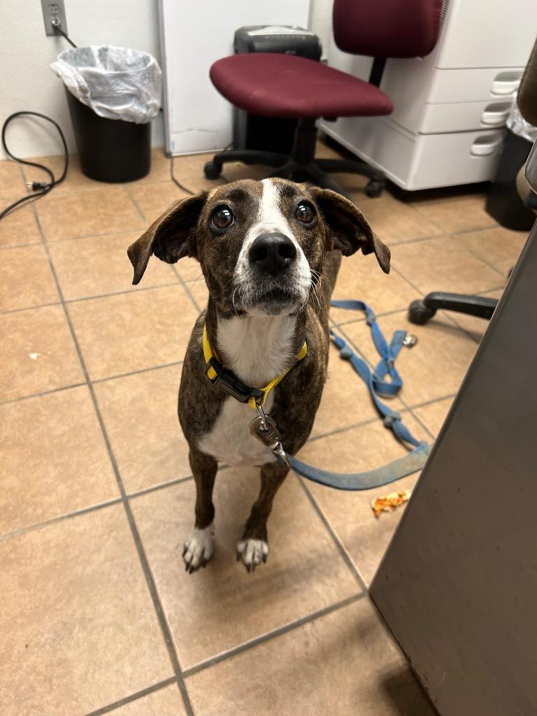 Demi, Adoptable, Young Female Mixed Breed.