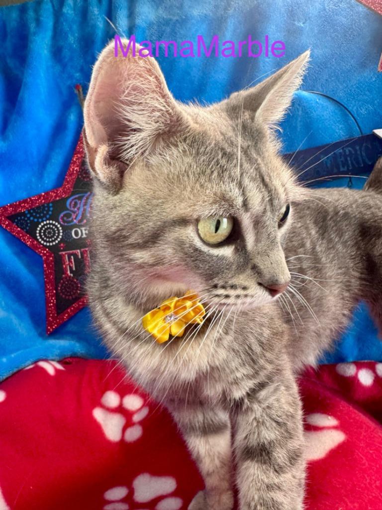 Mama Marble, Adoptable, Young Female Domestic Short Hair.