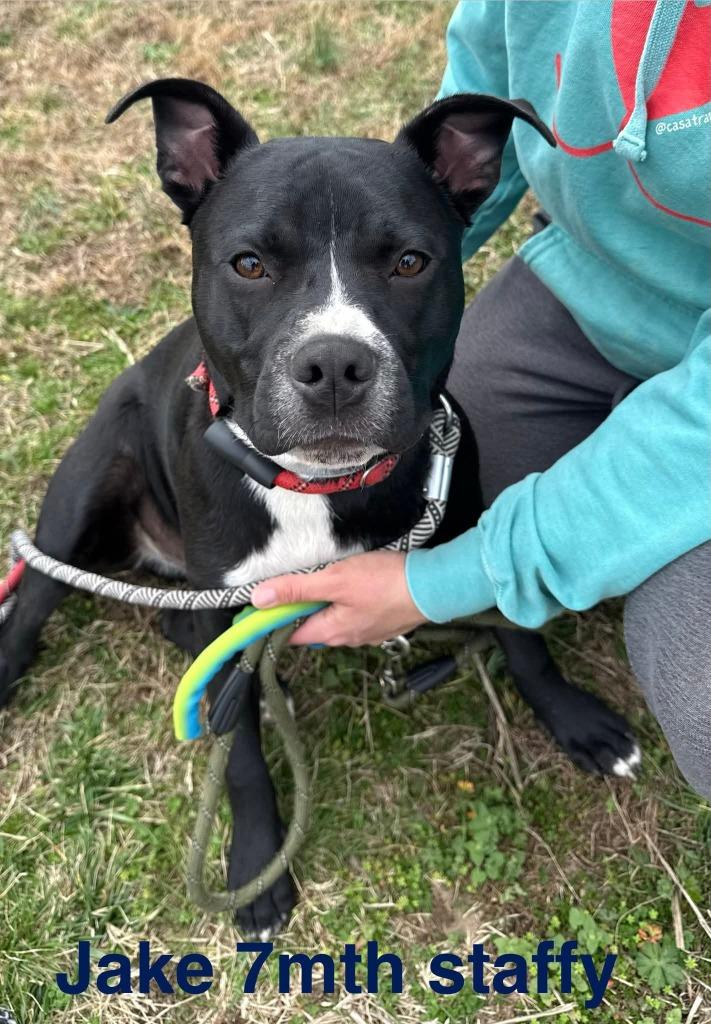 Jake, Adoptable, Puppy Male Staffordshire Bull Terrier.