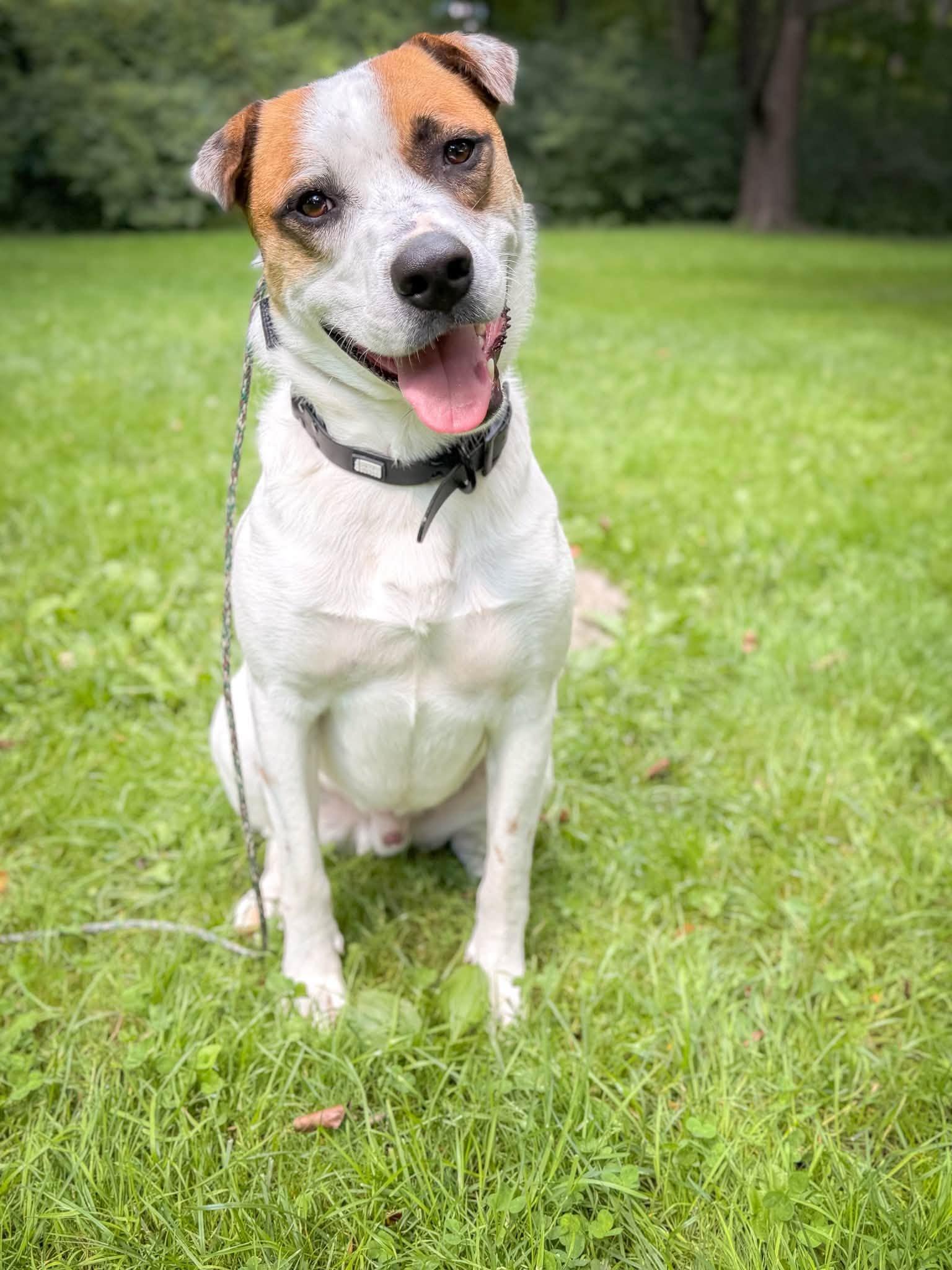 Hulkie, Adoptable, Young Male Australian Cattle Dog / Blue Heeler.