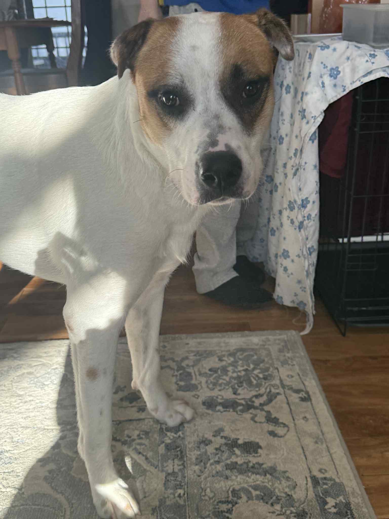 Enlarge Hulkie, a Adoptable mixed breed in Woodstock, ON image 3/6