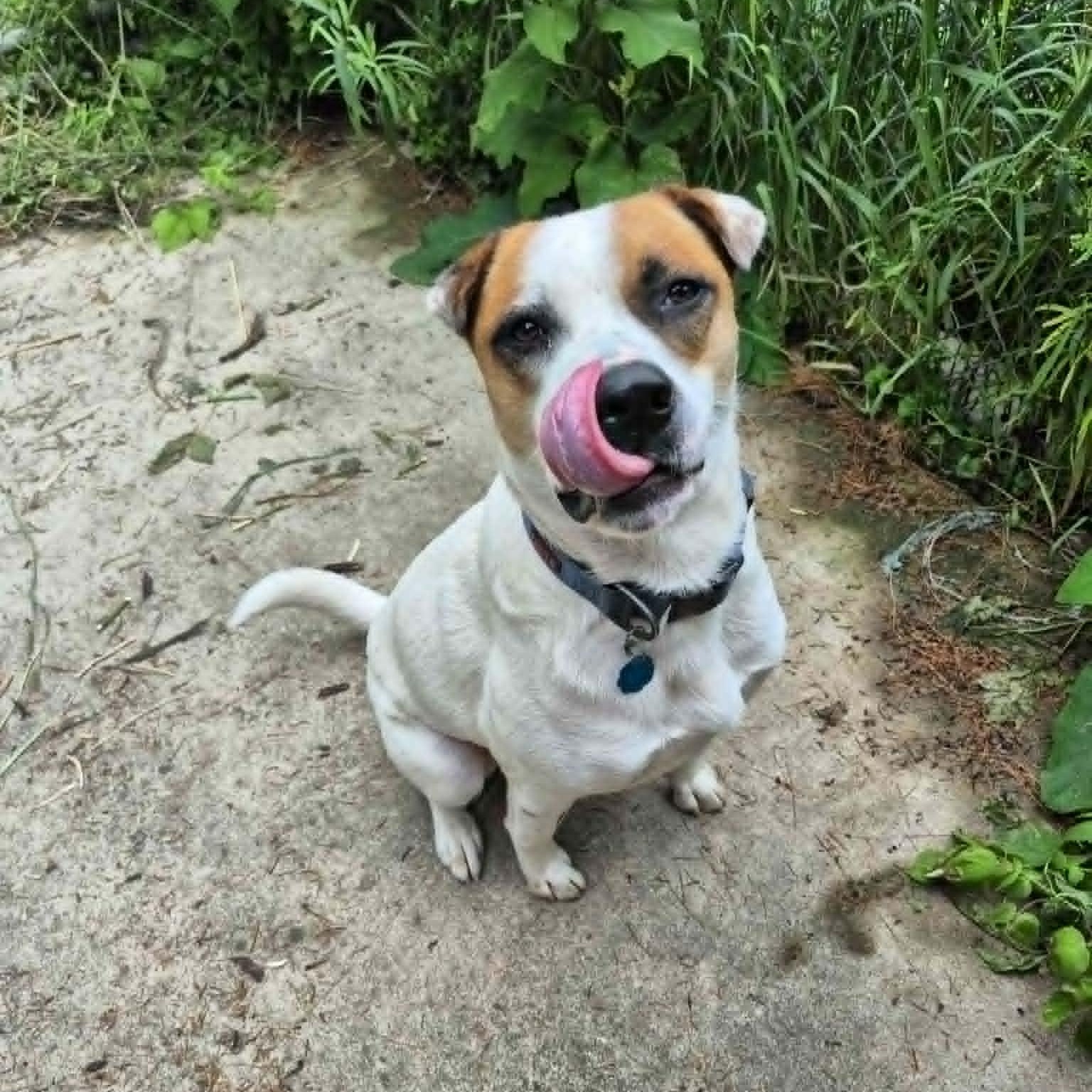 Enlarge Hulkie, a Adoptable mixed breed in Woodstock, ON image 3/6