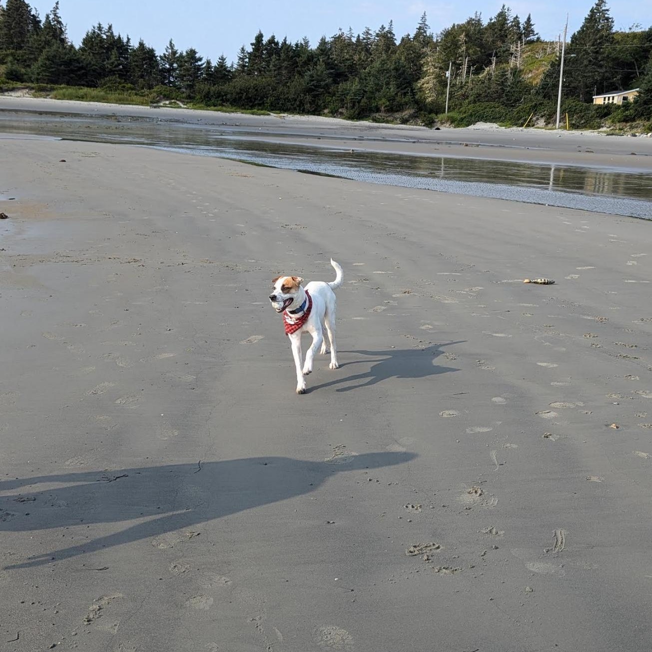 Enlarge Hulkie, a Adoptable mixed breed in Woodstock, ON image 1/5