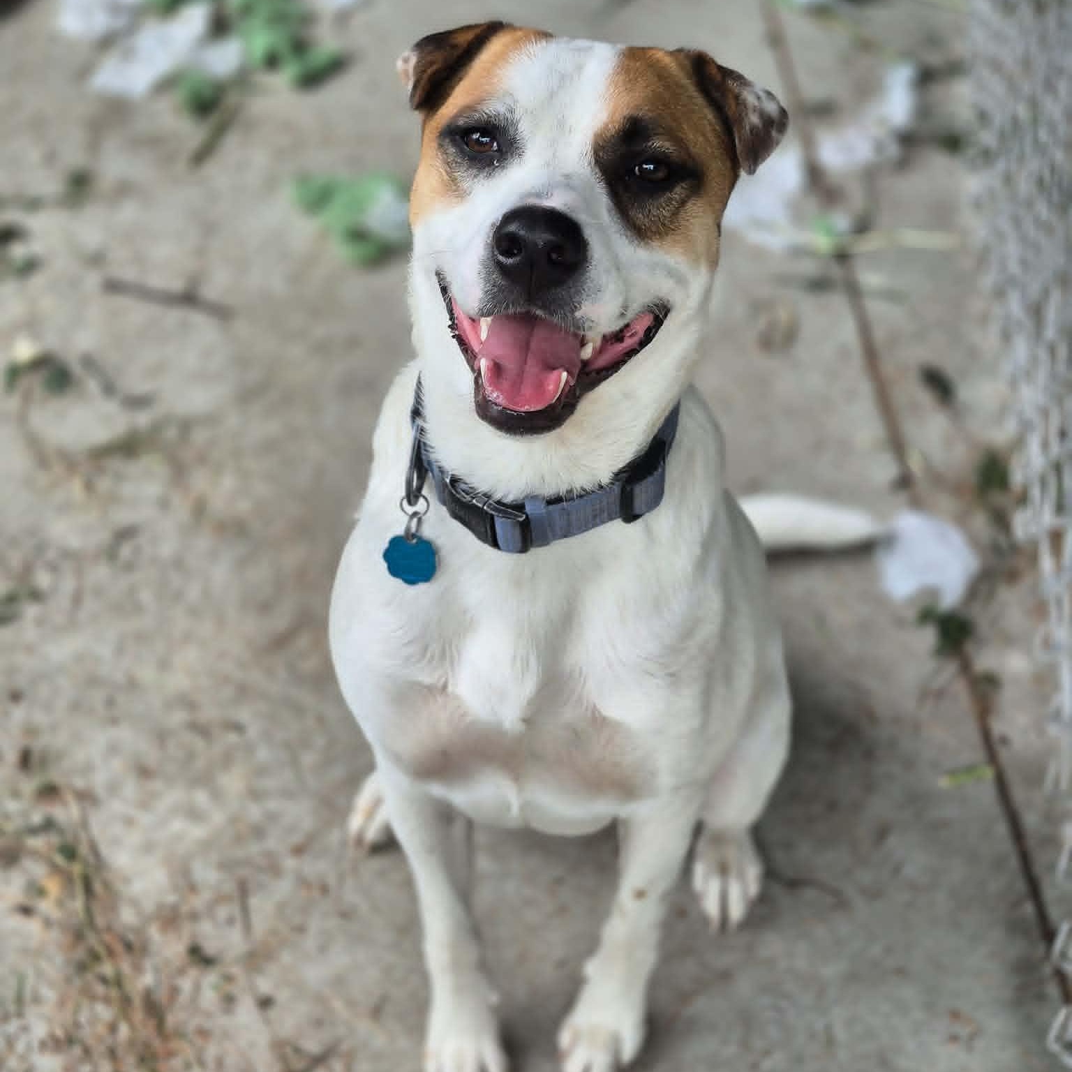 Hulkie, Adoptable, Young Male Australian Cattle Dog / Blue Heeler.