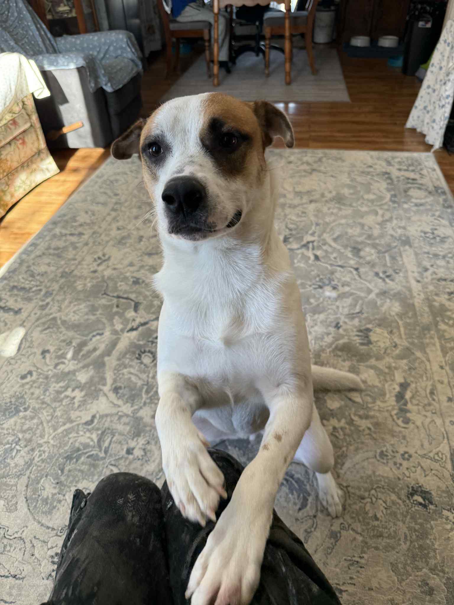 Enlarge Hulkie, a Adoptable mixed breed in Woodstock, ON image 6/6