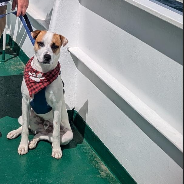 Enlarge Hulkie, a Adoptable mixed breed in Woodstock, ON image 3/5