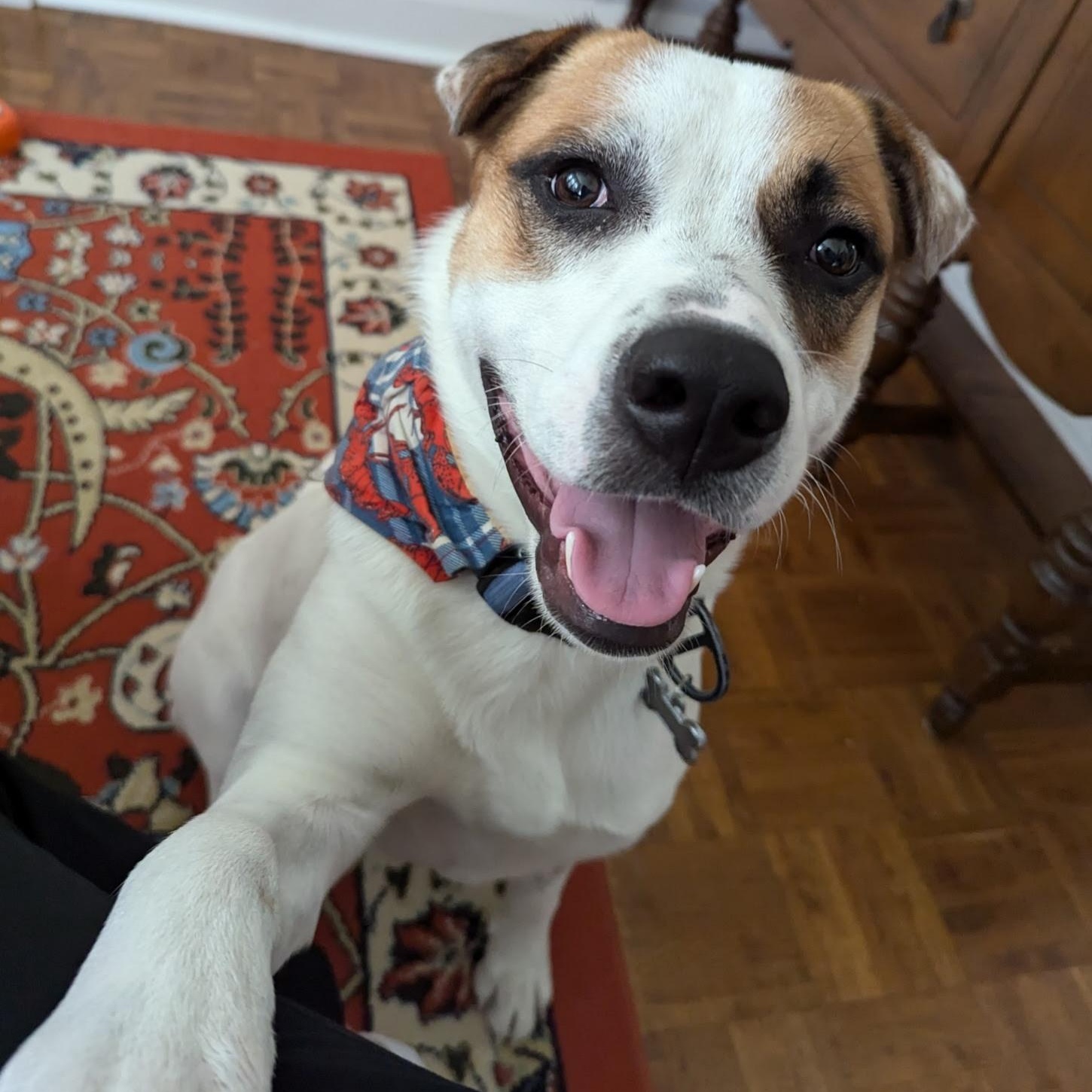 Hulkie, Adoptable, Young Male Australian Cattle Dog / Blue Heeler & American Bulldog.