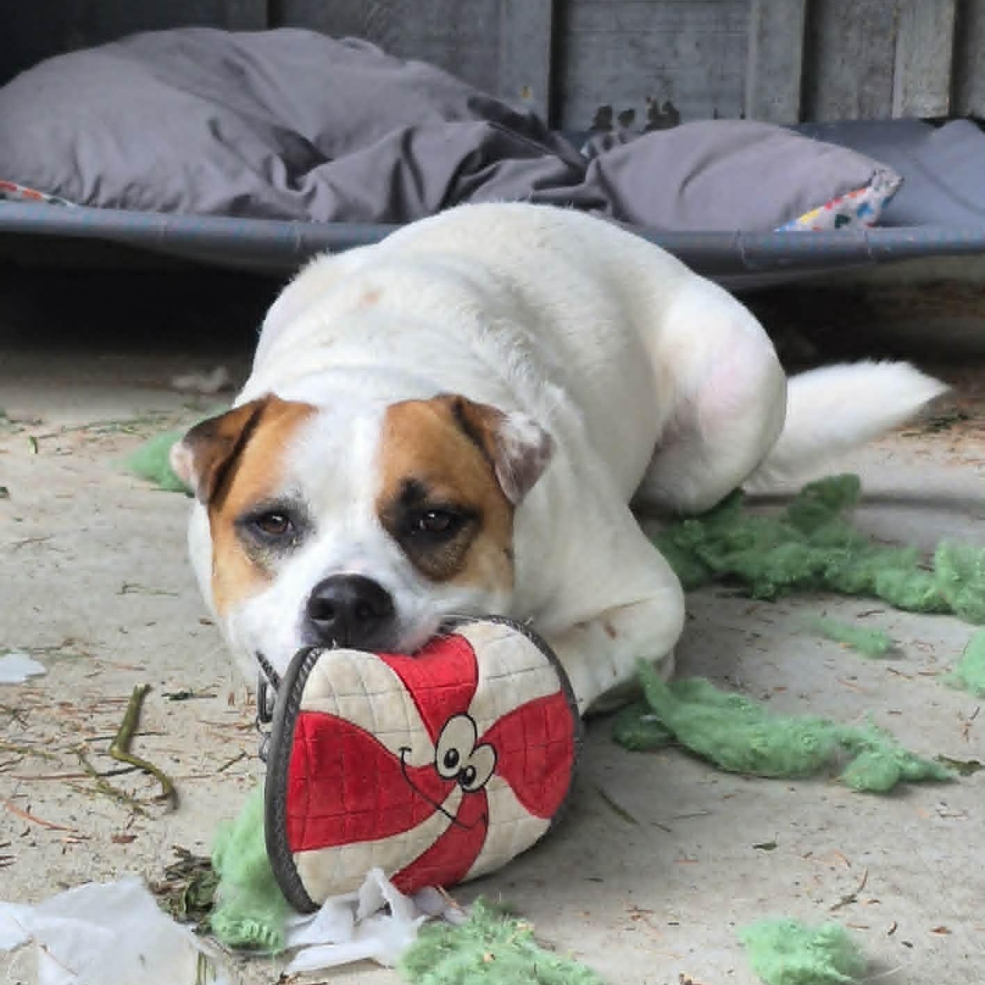 Enlarge Hulkie, a Adoptable mixed breed in Woodstock, ON image 2/6