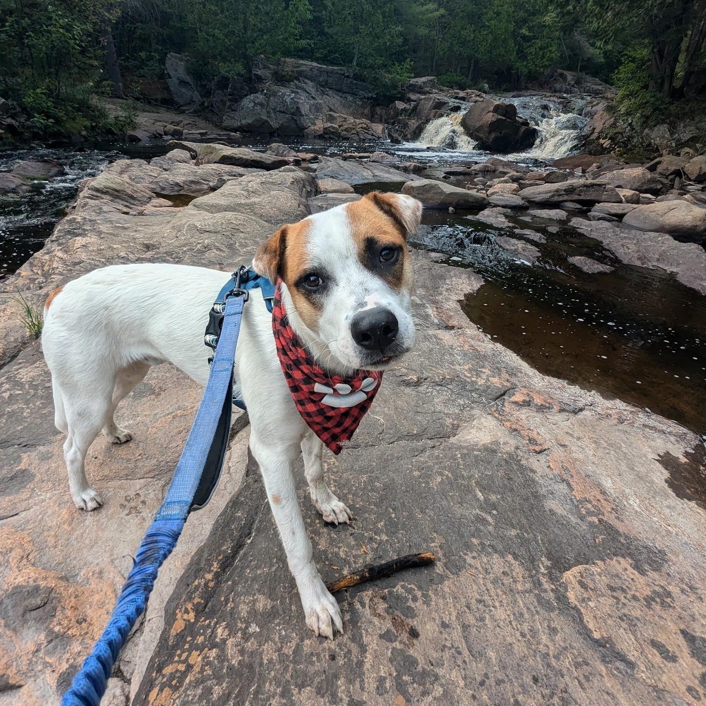 Enlarge Hulkie, a Adoptable mixed breed in Woodstock, ON image 4/5
