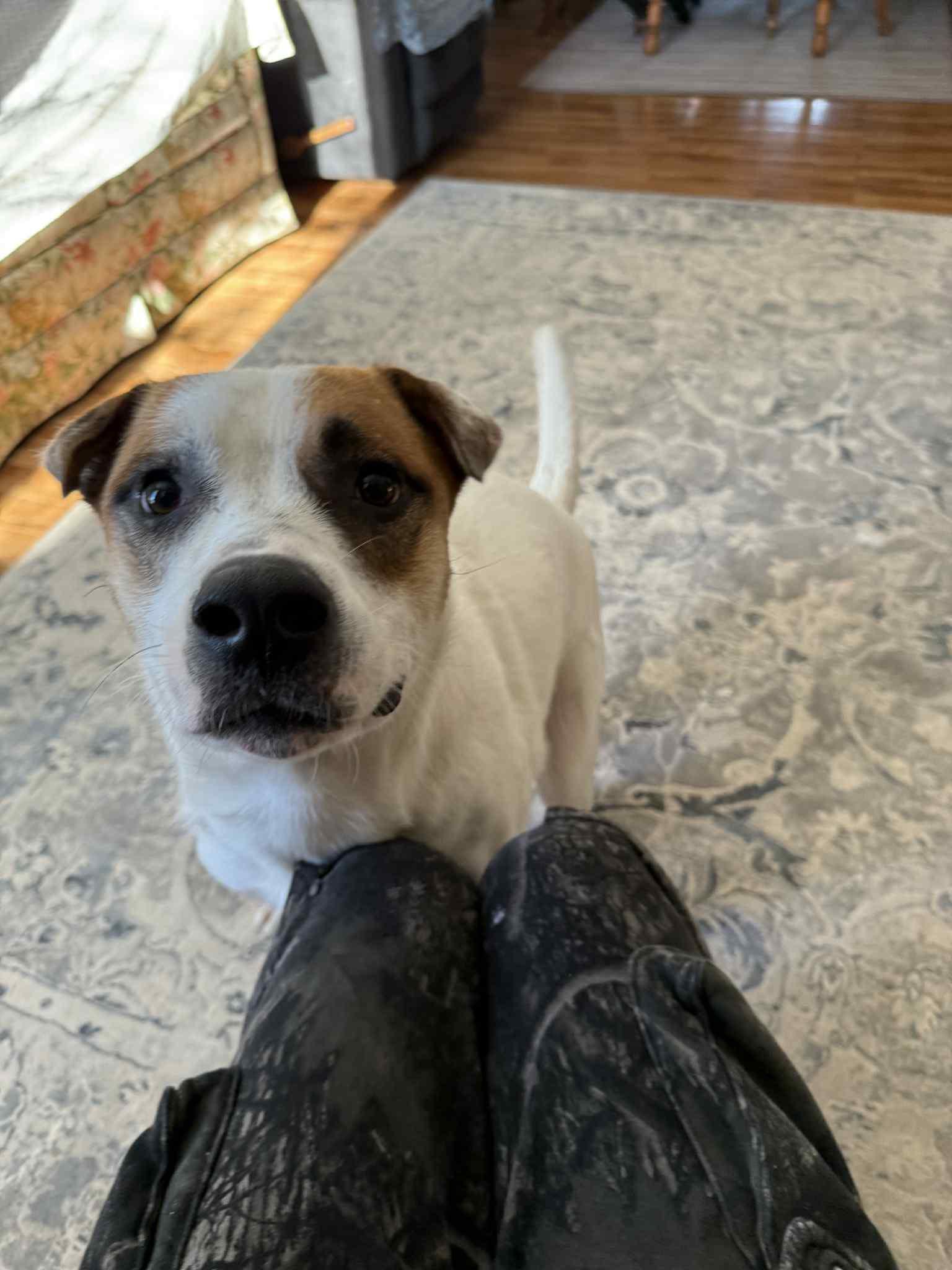 Enlarge Hulkie, a Adoptable mixed breed in Woodstock, ON image 5/6