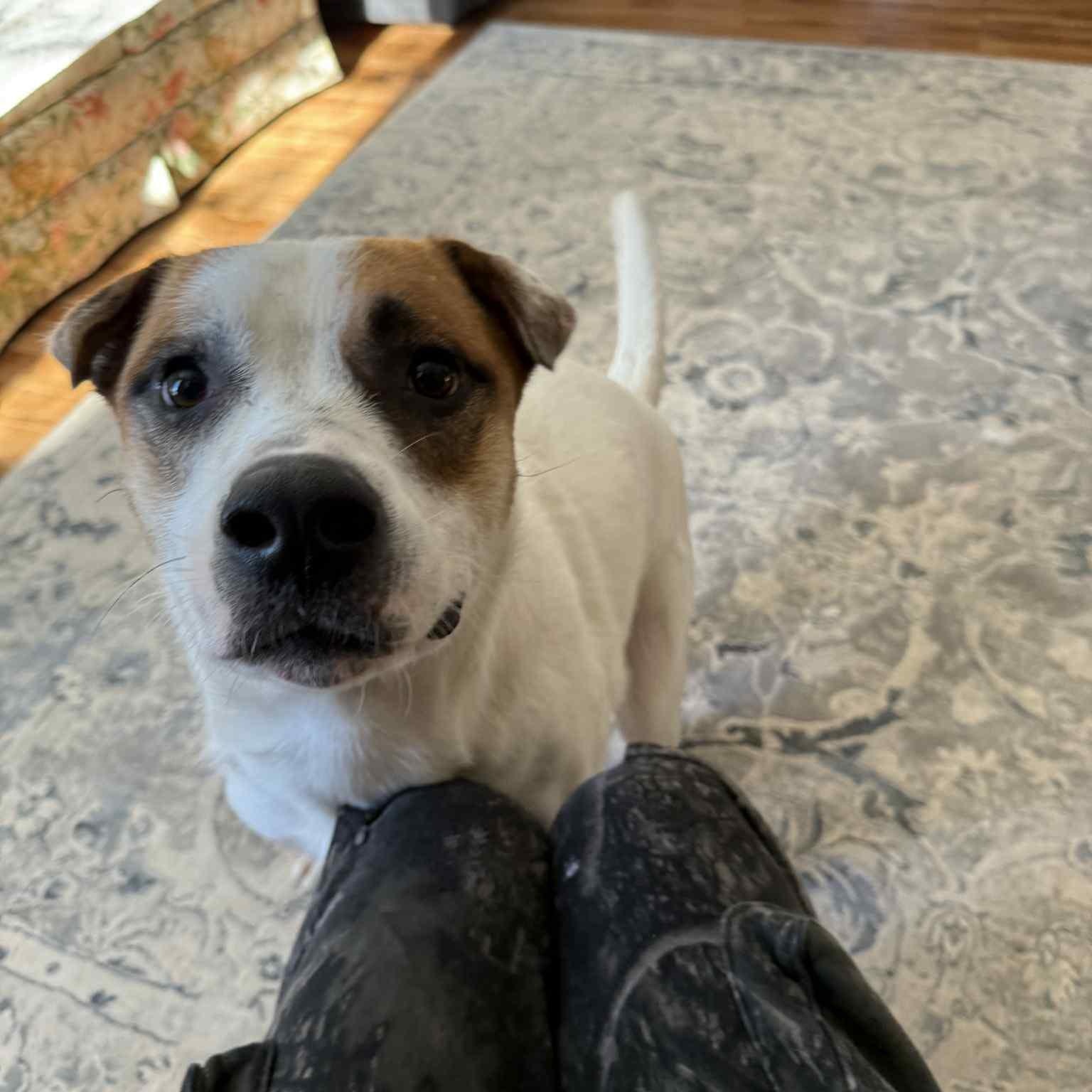 Enlarge Hulkie, a Adoptable mixed breed in Woodstock, ON image 4/6
