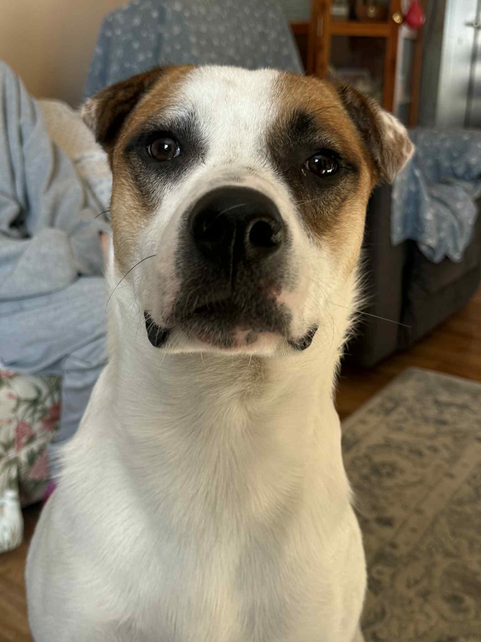 Enlarge Hulkie, a Adoptable mixed breed in Woodstock, ON image 4/6