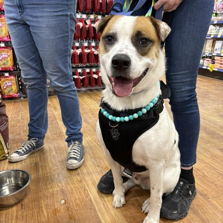 Enlarge Hulkie, a Adoptable mixed breed in Woodstock, ON image 2/6