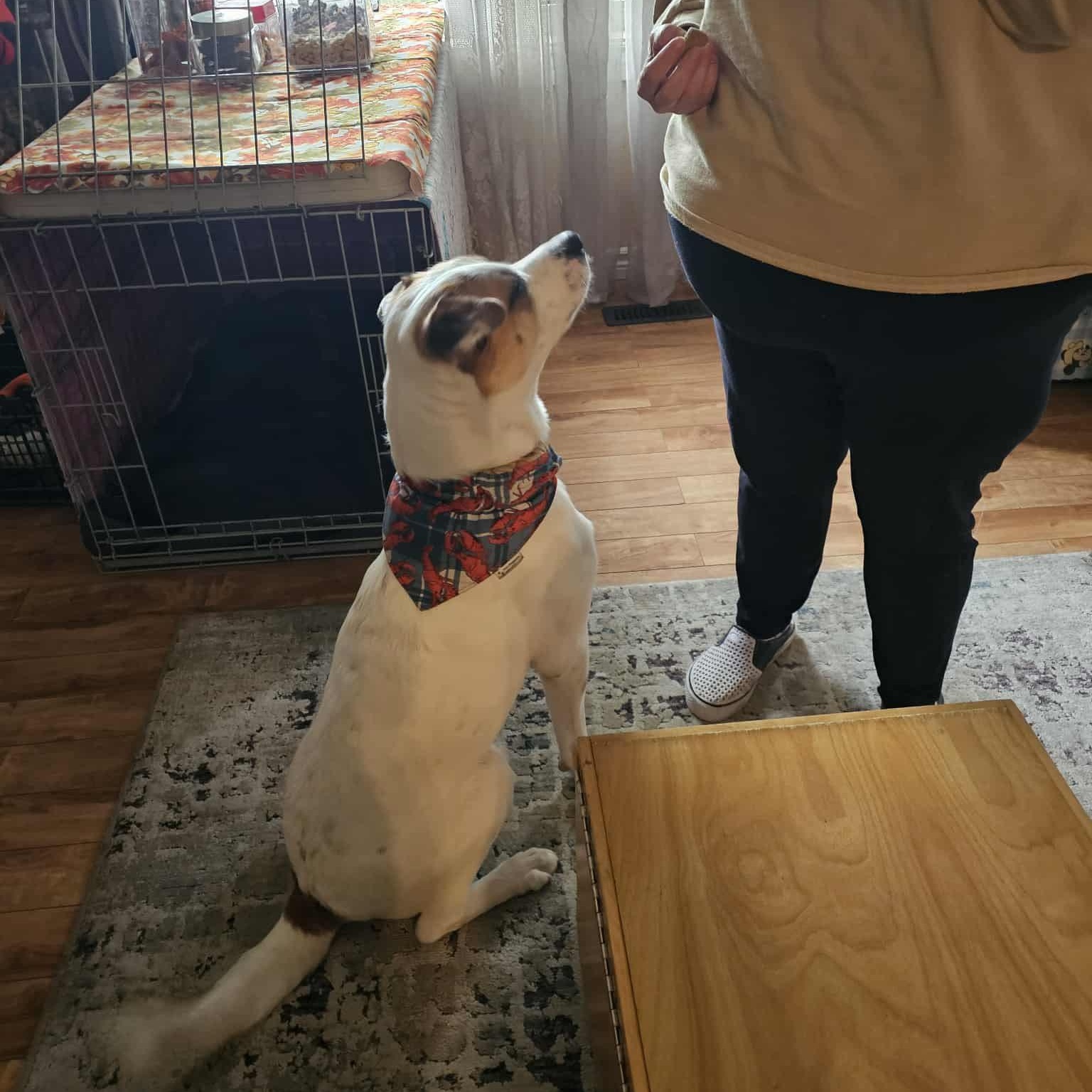 Enlarge Hulkie, a Adoptable mixed breed in Woodstock, ON image 5/5