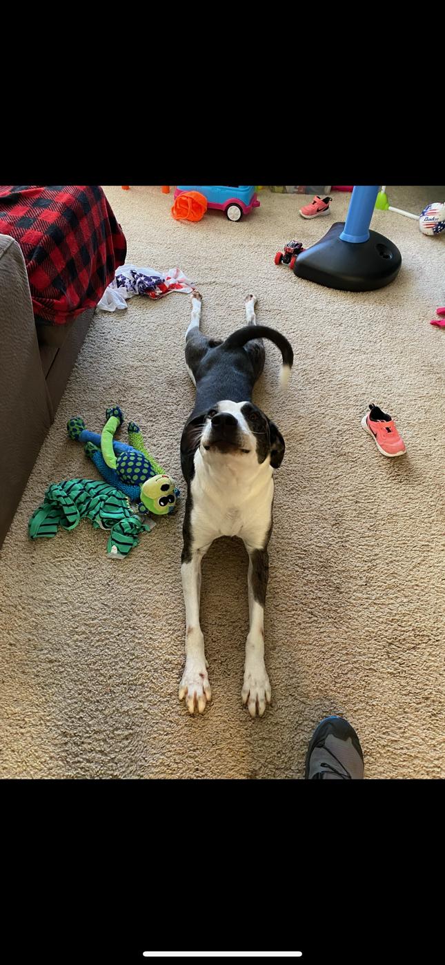 Roxy  *Adoption Fee Waived* OSCP, Adoptable, Adult Female Pit Bull Terrier.