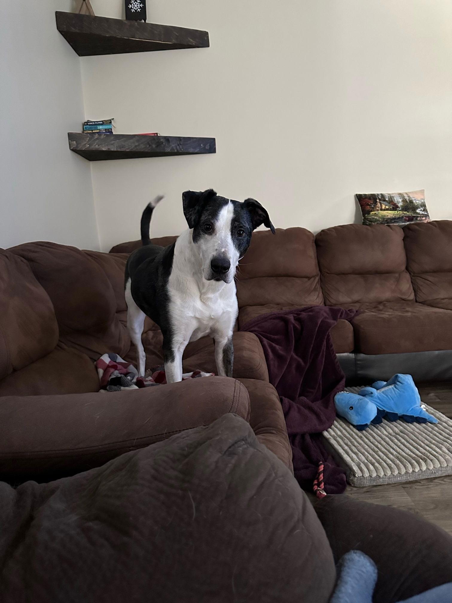 Enlarge Roxy  *Adoption Fee Waived* OSCP, a Adoptable Pit Bull Terrier in Saint Paul, MN image 3/3