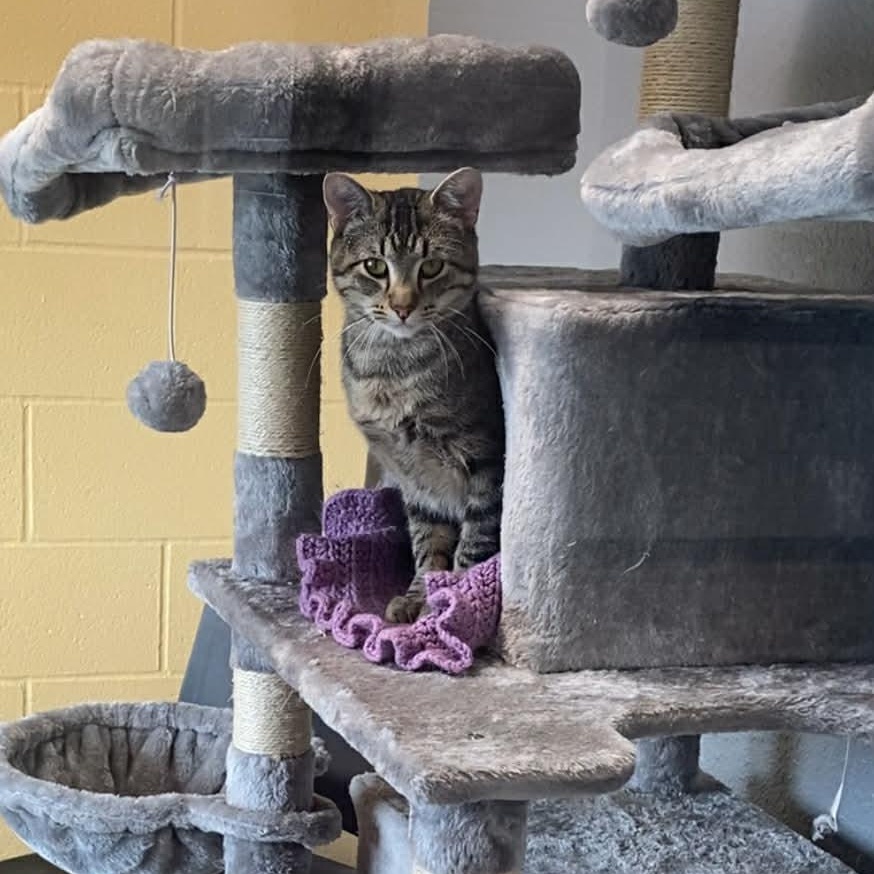 Enlarge Wilson, a ADOPTABLE Domestic Short Hair in Nevada, MO image 1/1