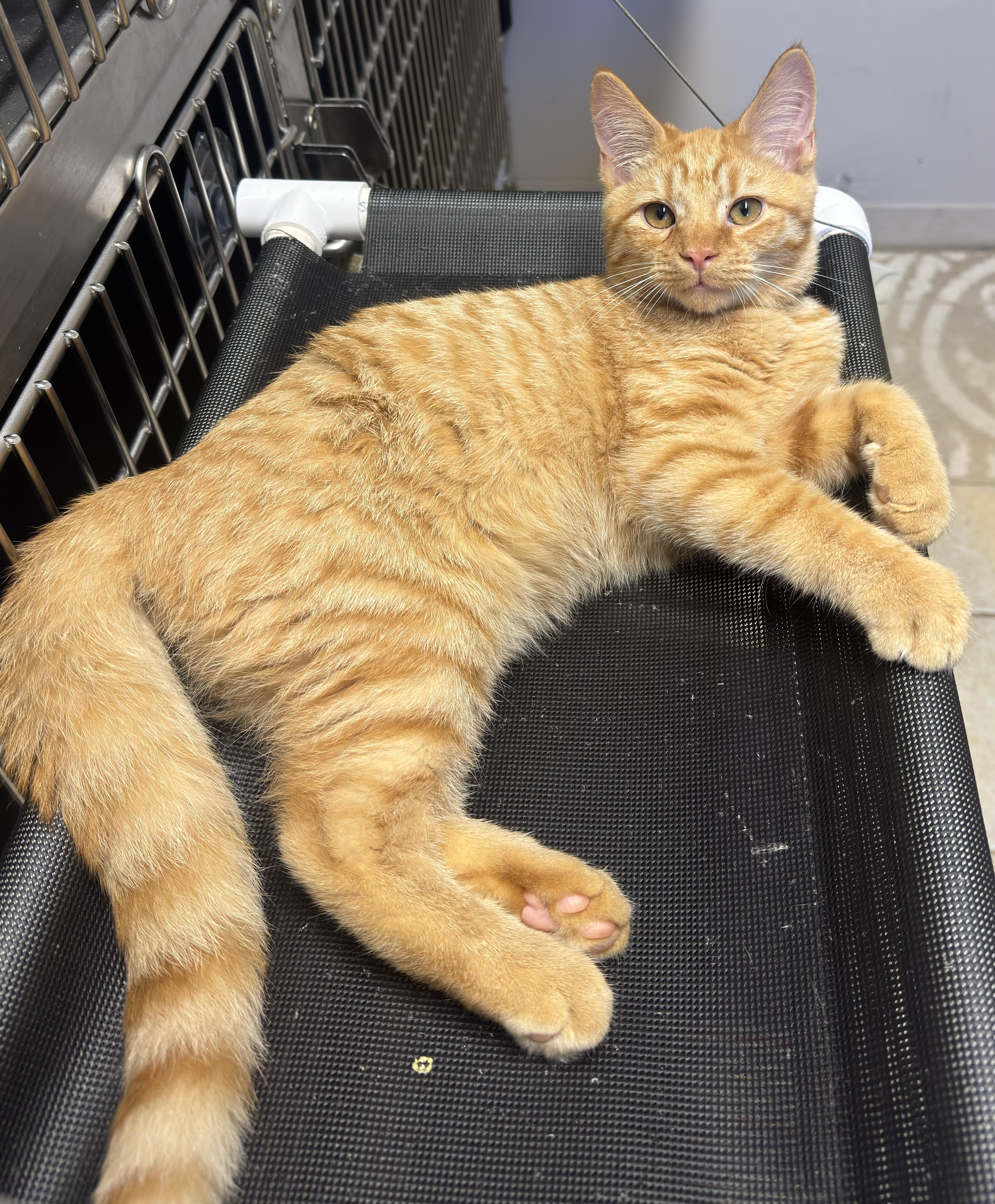Enlarge Farkle, a Adoptable Domestic Short Hair in Kearneysville, WV image 2/2