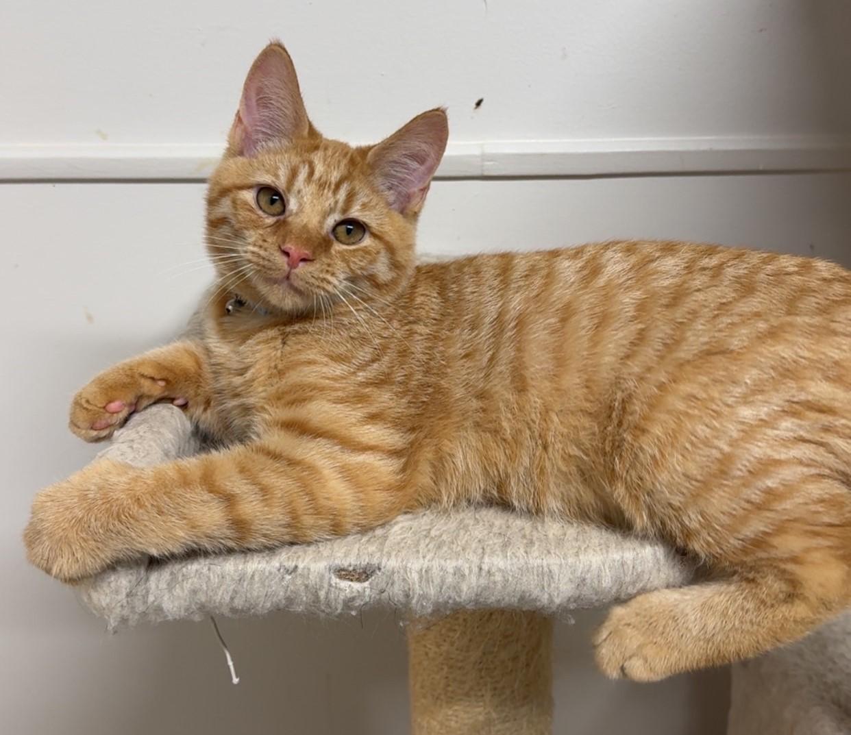 Farkle, Adoptable, Young Male Domestic Short Hair.
