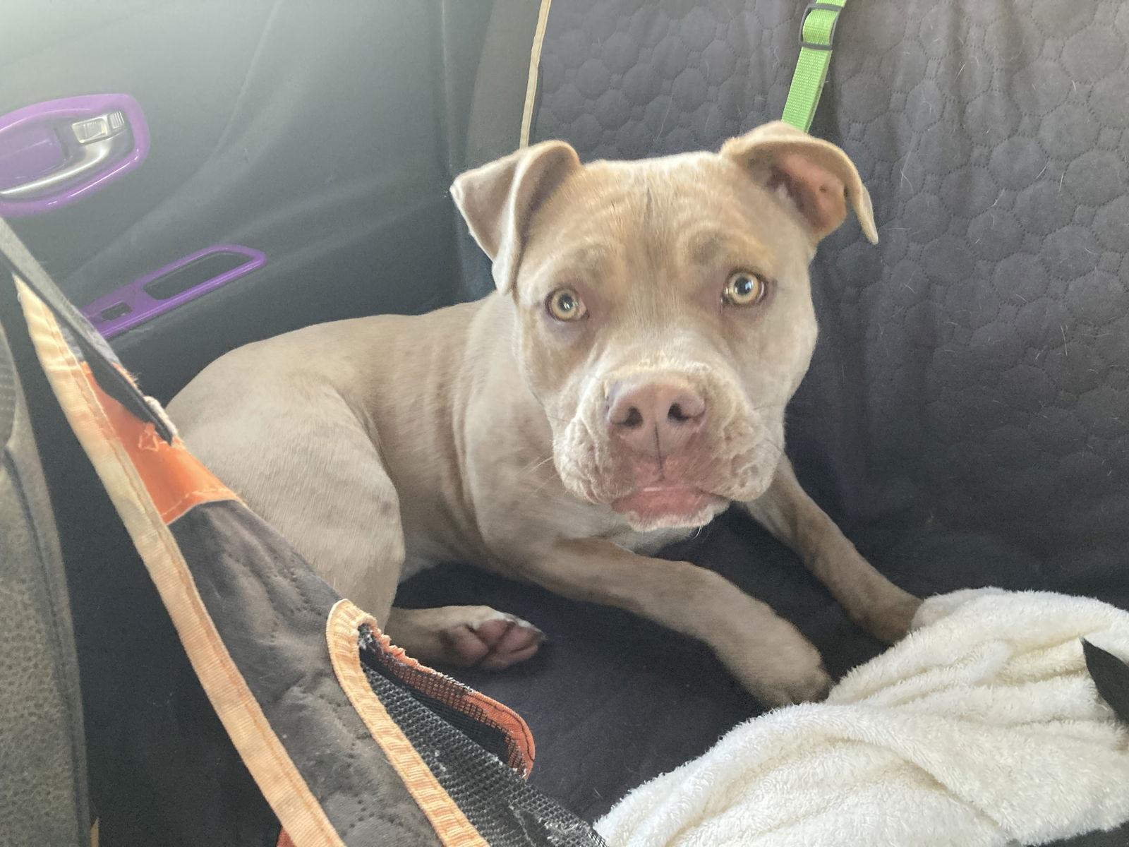 Lilly, a Adoptable American Bulldog in Chatham, VA image 1/3