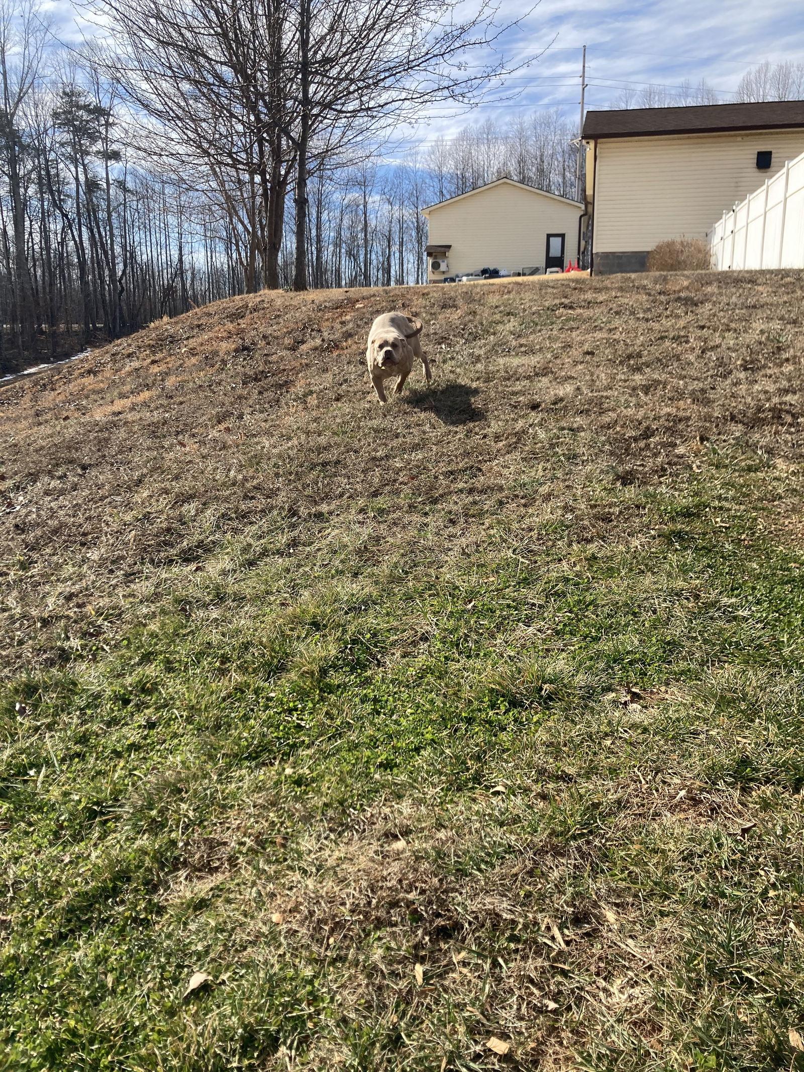 Lilly, a Adoptable American Bulldog in Chatham, VA image 2/3