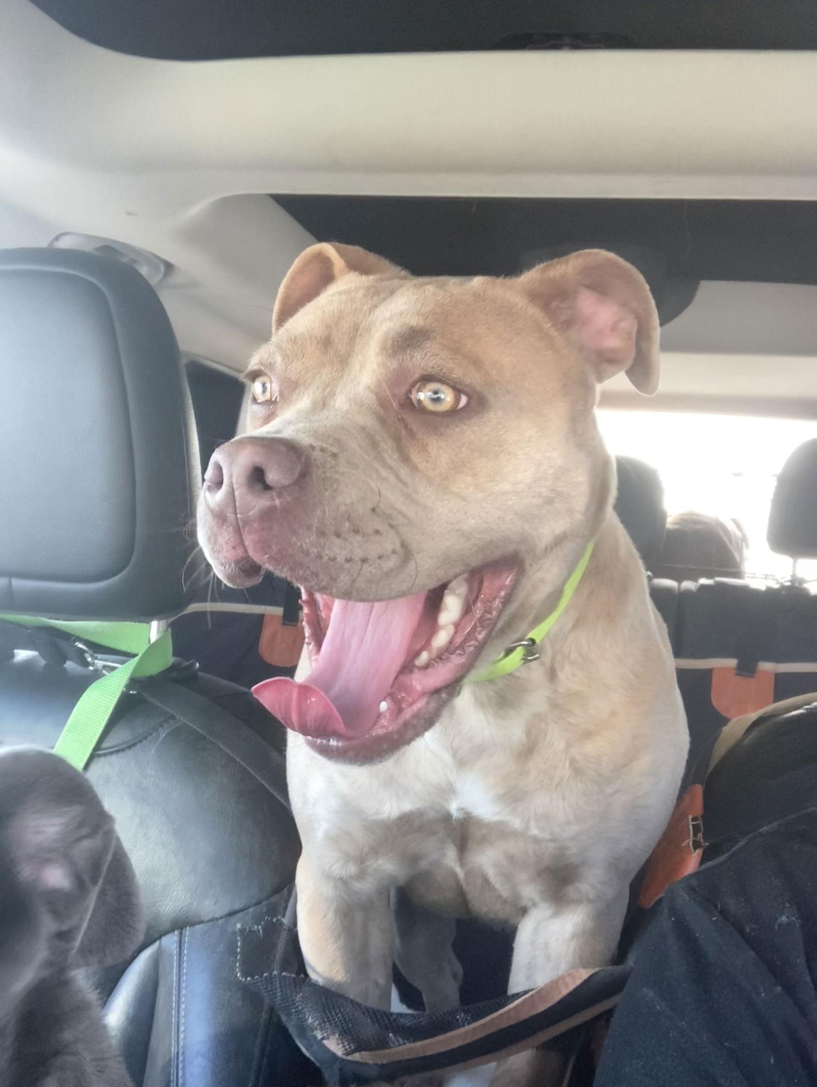 Lilly, a Adoptable American Bulldog in Chatham, VA image 3/3