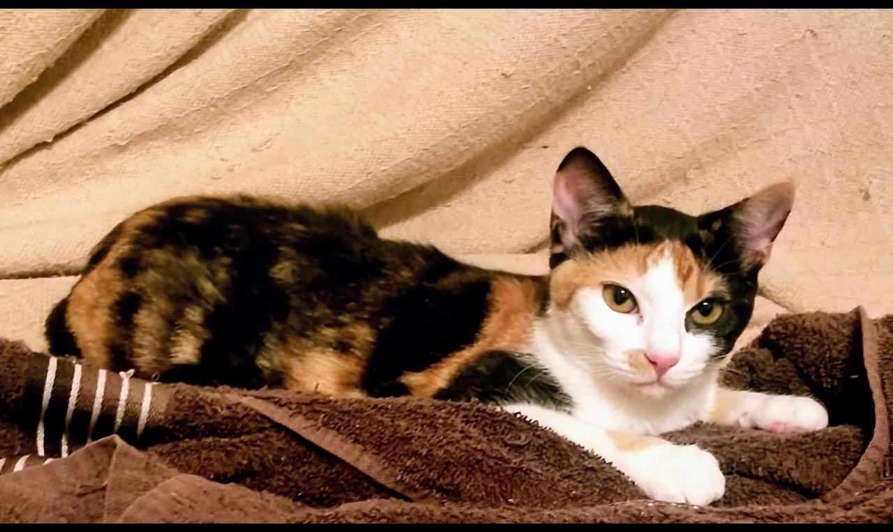 GRACIE LOU photo 3