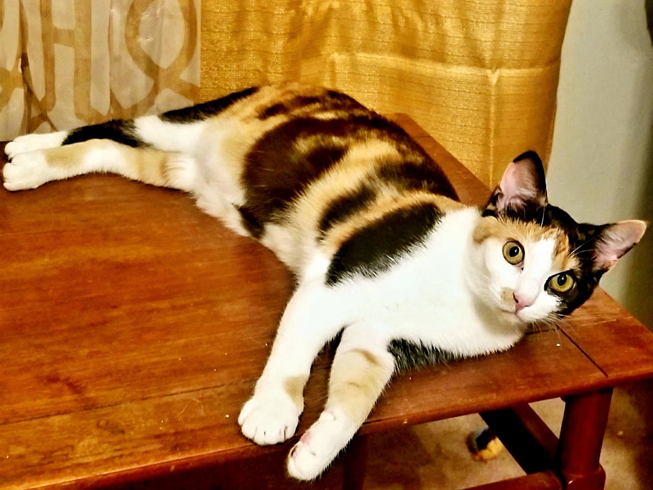 GRACIE LOU photo 4