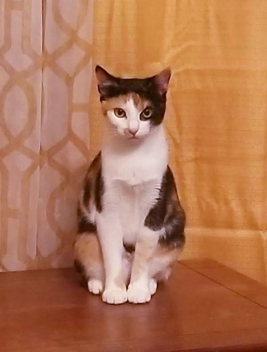 GRACIE LOU, Adult Female unknown