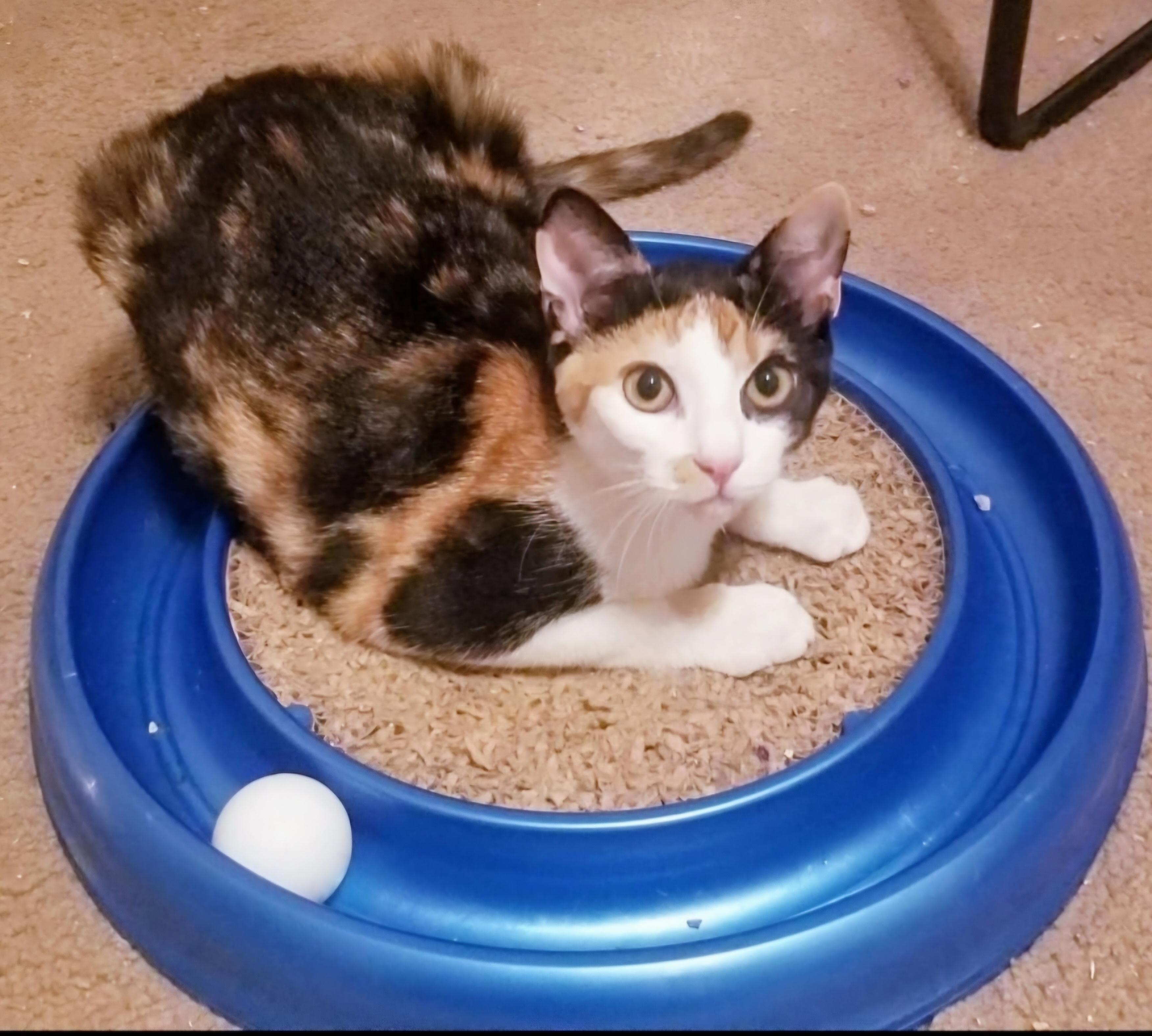 GRACIE LOU photo 5