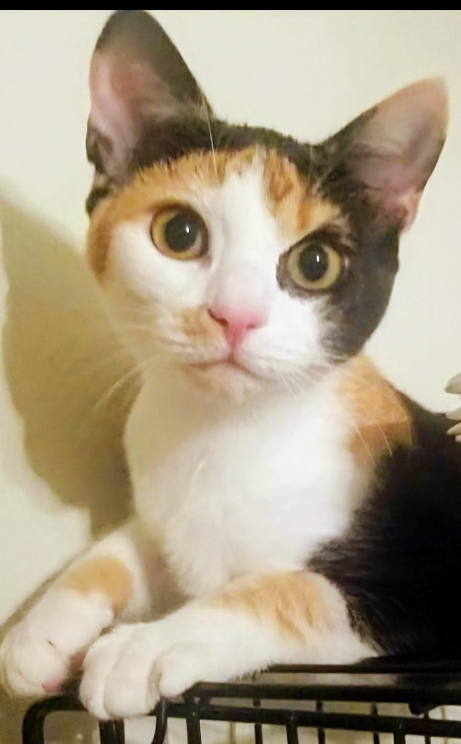 GRACIE LOU photo 2