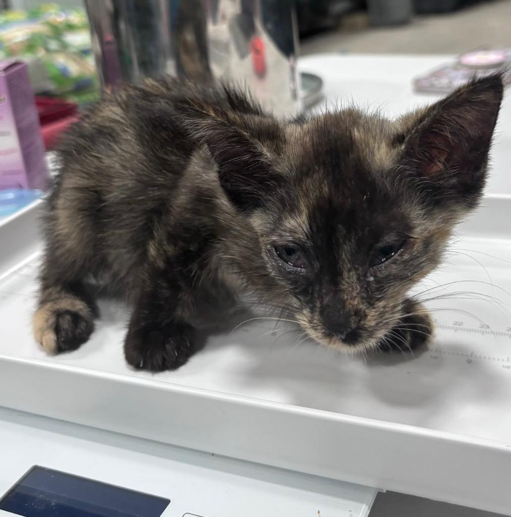 Moonshine, Adoptable, Young Female Domestic Short Hair.