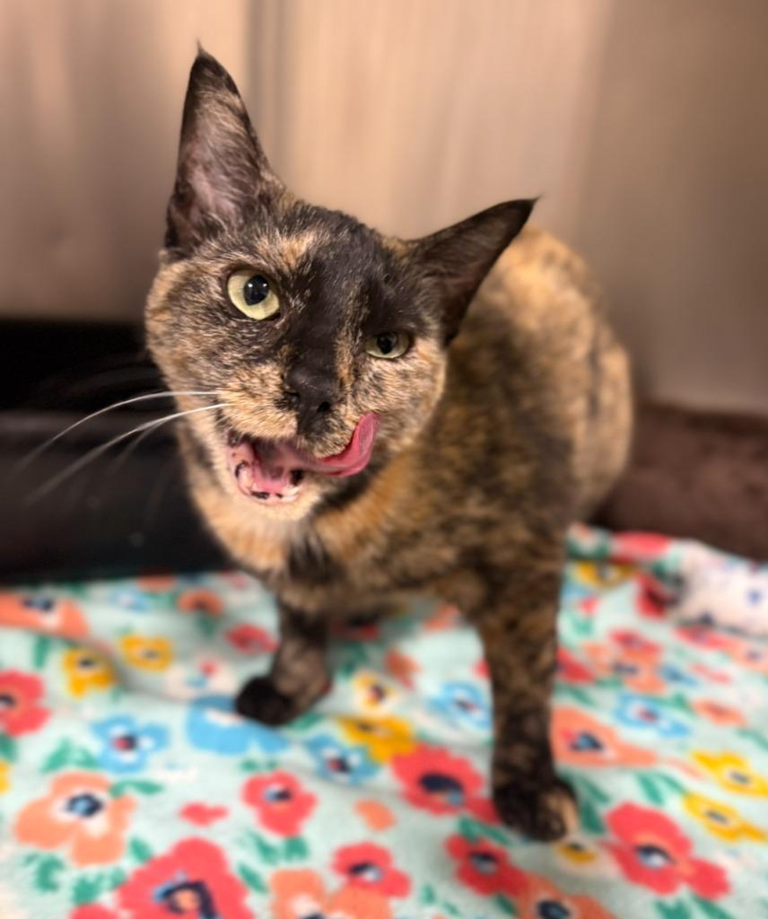 Moonshine, Adopted, Young Female Domestic Short Hair.