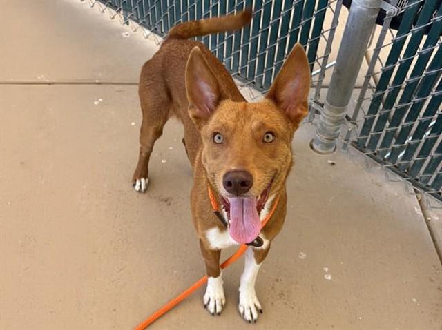 HENRY, Adoptable, Young Male Australian Kelpie & Mixed Breed.