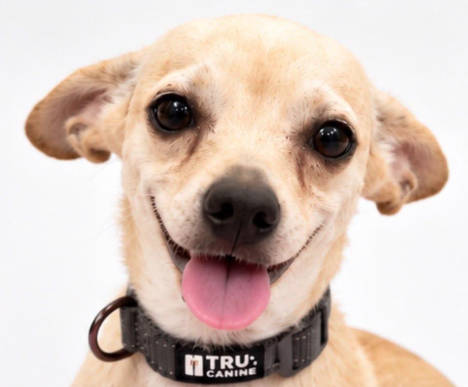 Felipe, Adoptable, Adult Male Chihuahua & Dachshund.
