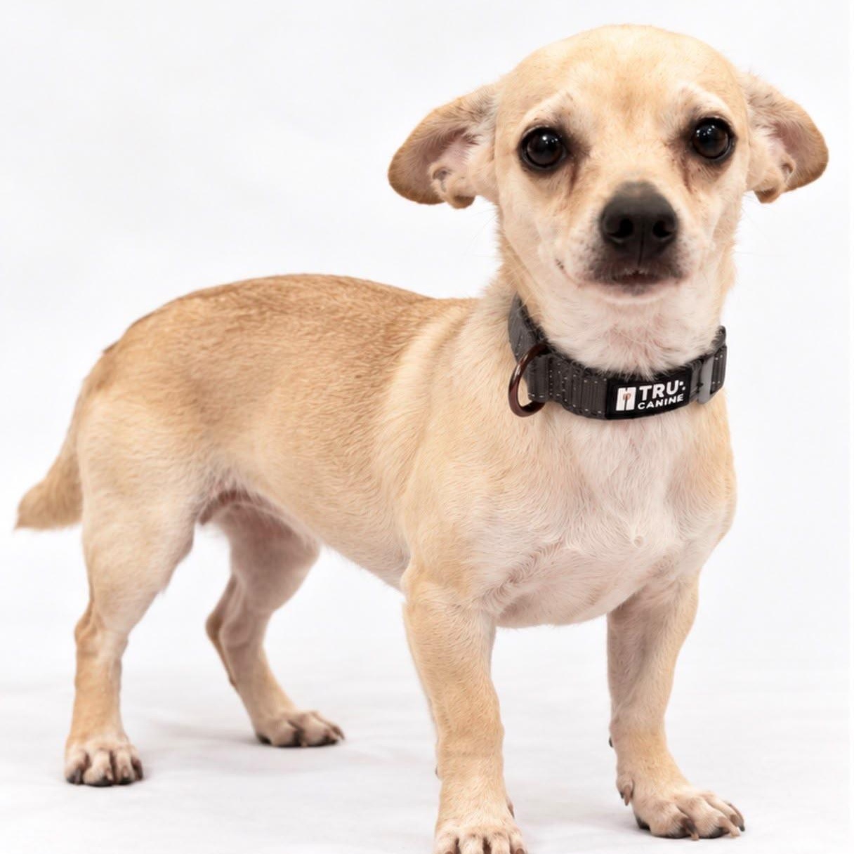 Enlarge Felipe, a Adopted mixed breed in Salem, NH image 2/3