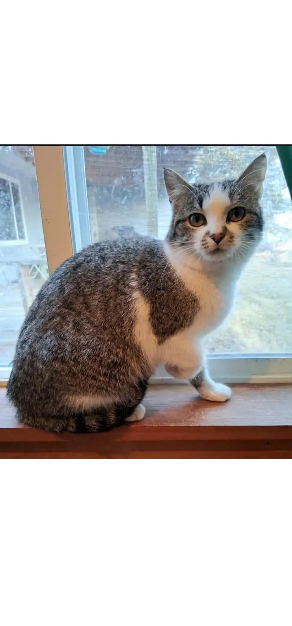 Enlarge Reggie, a ADOPTABLE Domestic Short Hair in Missoula, MT image 1/1