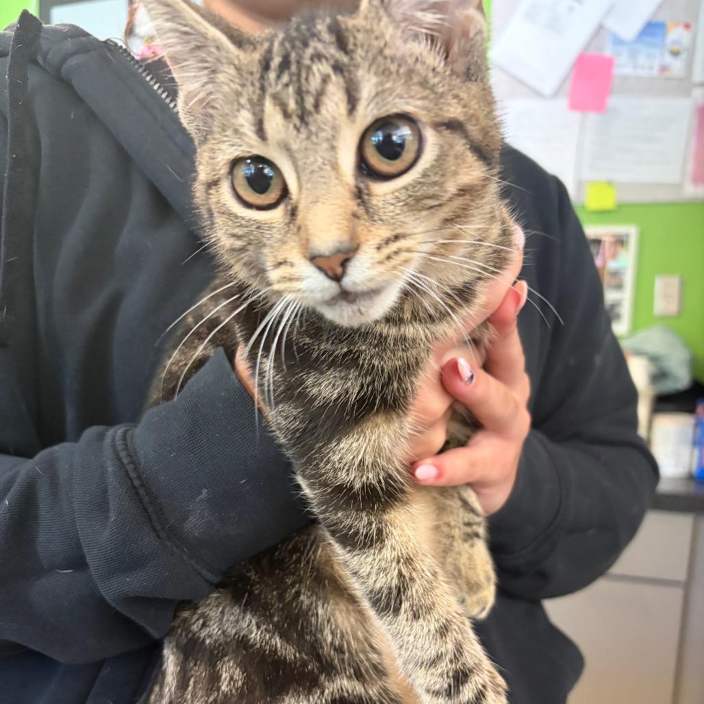 Enlarge Serena Van Der Woodsen, a Adoptable Domestic Short Hair in Red House, WV image 1/1