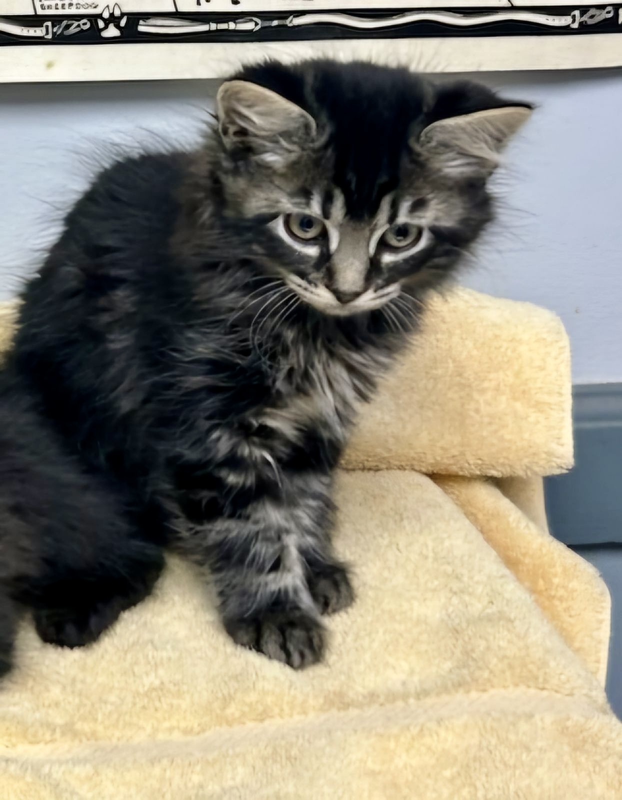 Cat for adoption Tiger, a Domestic Short Hair Mix in Tulsa, OK