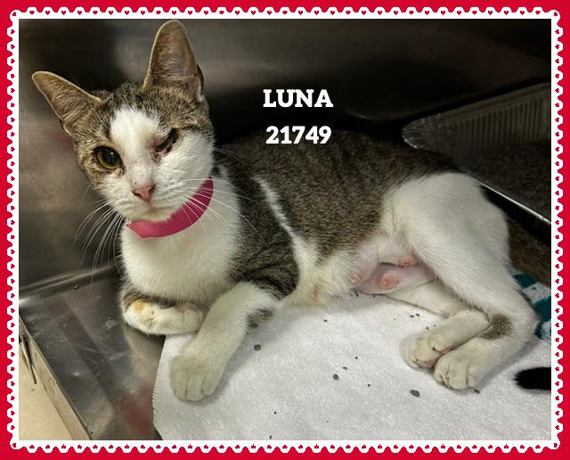 Enlarge LUNA, an adopted mixed breed in Marietta, GA image 2/4