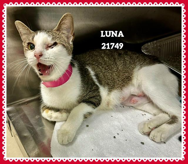 Enlarge LUNA, an adopted mixed breed in Marietta, GA image 3/4