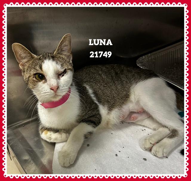 Enlarge LUNA, an adopted mixed breed in Marietta, GA image 4/4