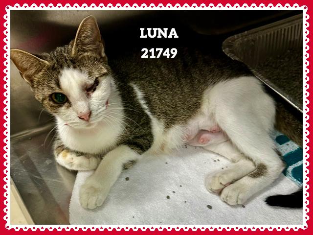 Enlarge LUNA, an adopted mixed breed in Marietta, GA image 1/4