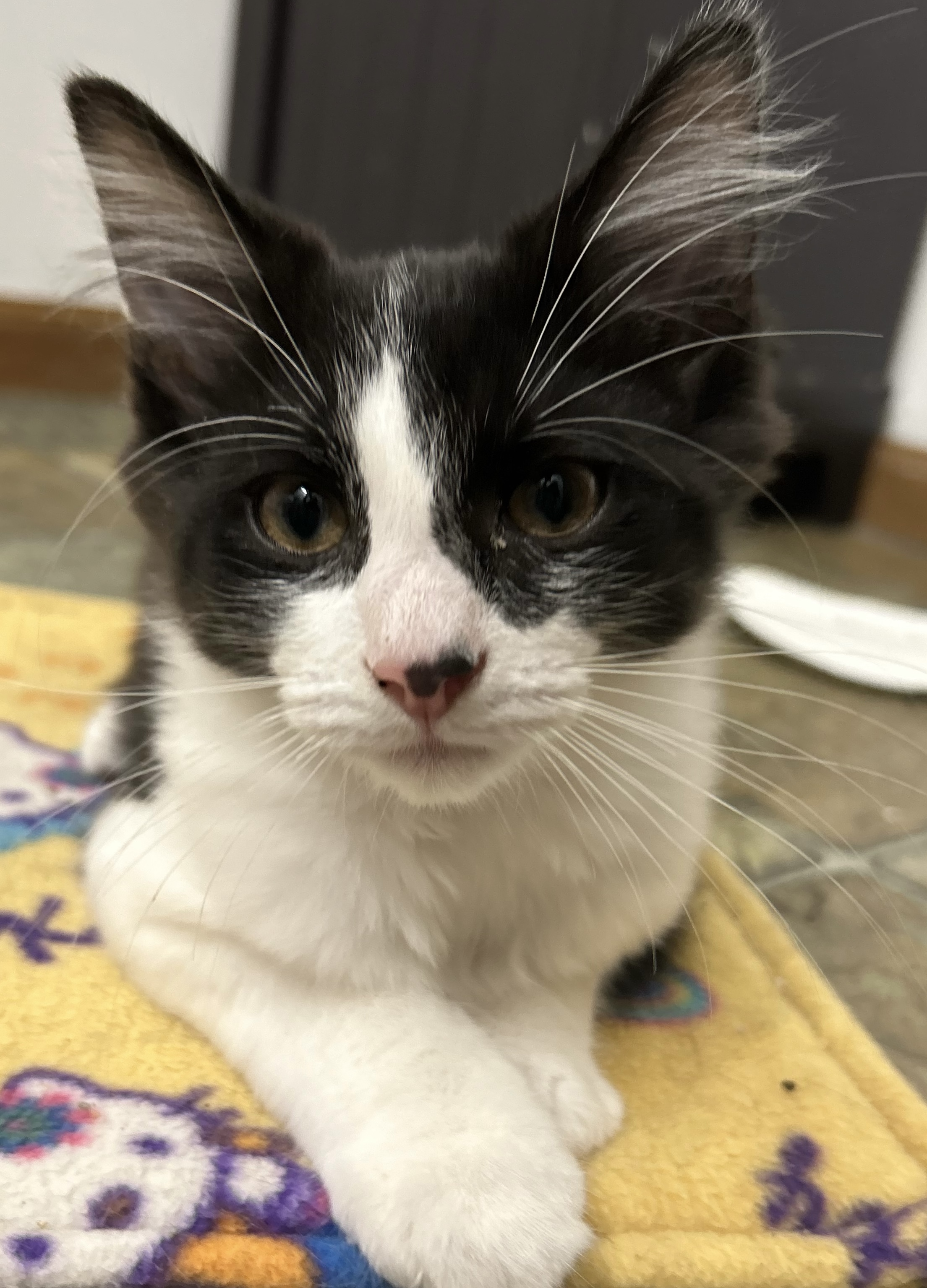 Grantley, Adopted, Young Male Domestic Medium Hair.