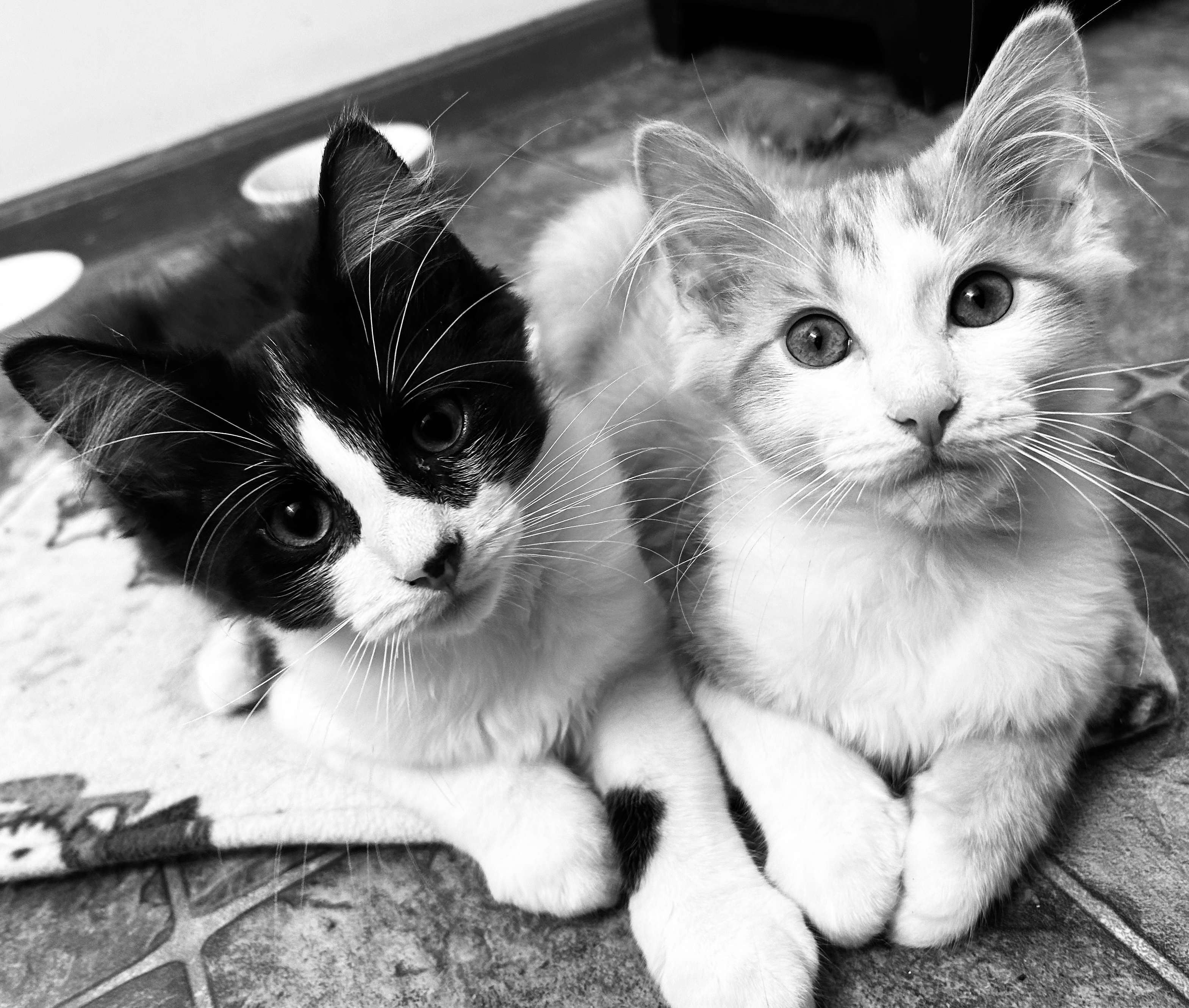 Grantley, a Adopted Domestic Medium Hair in Toledo, OH image 2/2