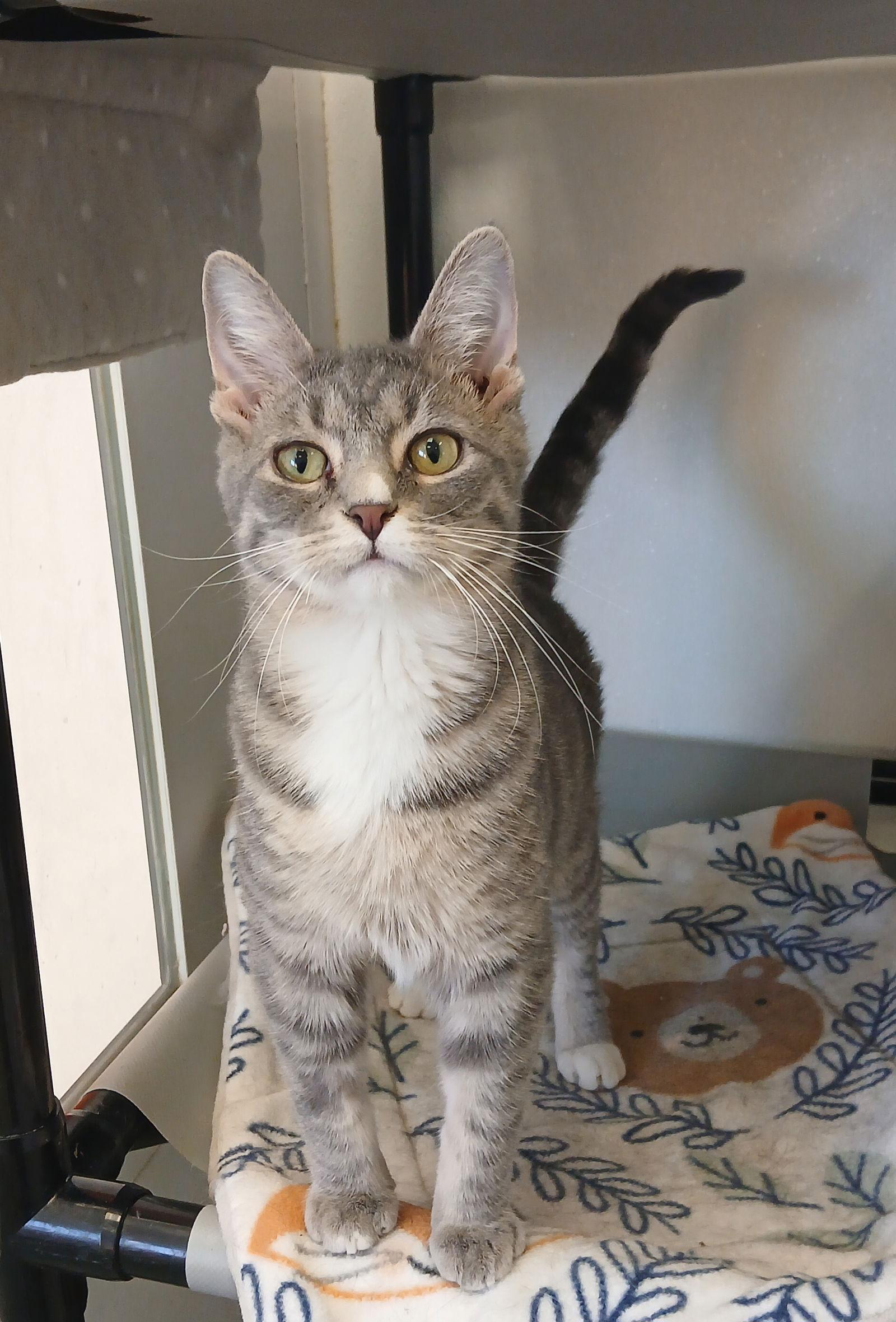 Enlarge Stuckey, a Adoptable mixed breed in Bay City, MI image 1/1