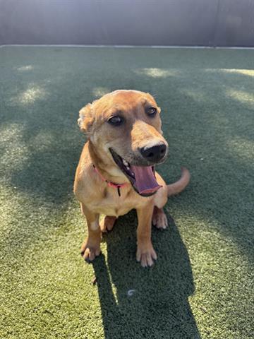 CARLA, Adoptable, Young Female Rhodesian Ridgeback.